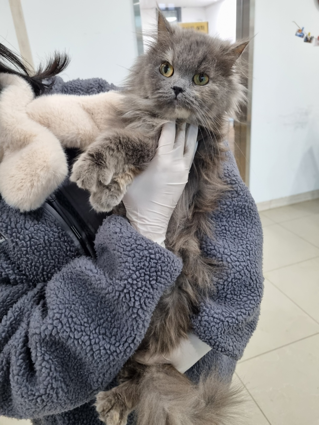 [고양이] 믹스묘 충북-청주-2023-00015 유기동물 배경 이미지 입니다.