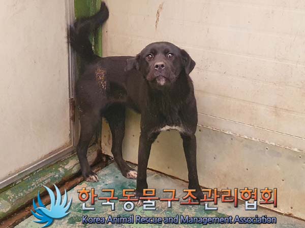 [개] 라브라도 리트리버 경기-김포-2023-00020 유기동물 배경 이미지 입니다.