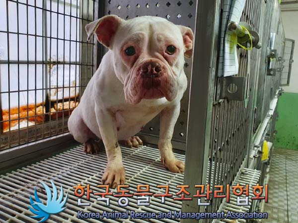 [개] 아메리칸불리 경기-파주-2023-00019 유기동물 배경 이미지 입니다.