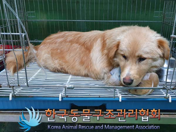 [개] 믹스견 경기-파주-2023-00012 유기동물 배경 이미지 입니다.