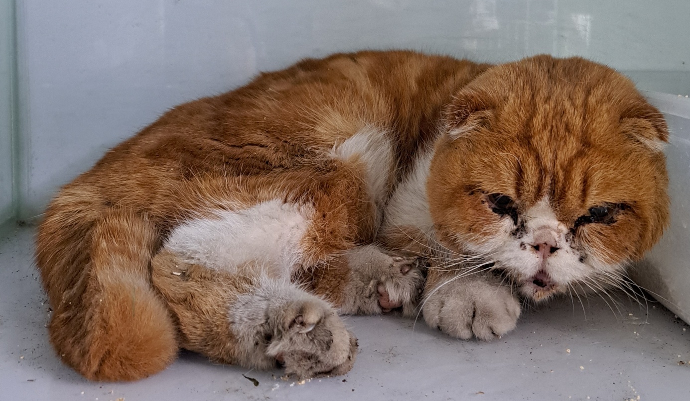 [고양이] 스코티시폴드 울산-울주-2023-00025 유기동물 배경 이미지 입니다.