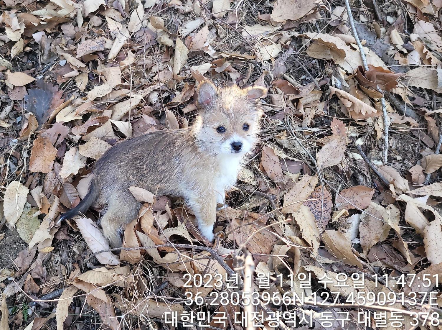 [개] 믹스견 대전-동구-2023-00011 유기동물 배경 이미지 입니다.