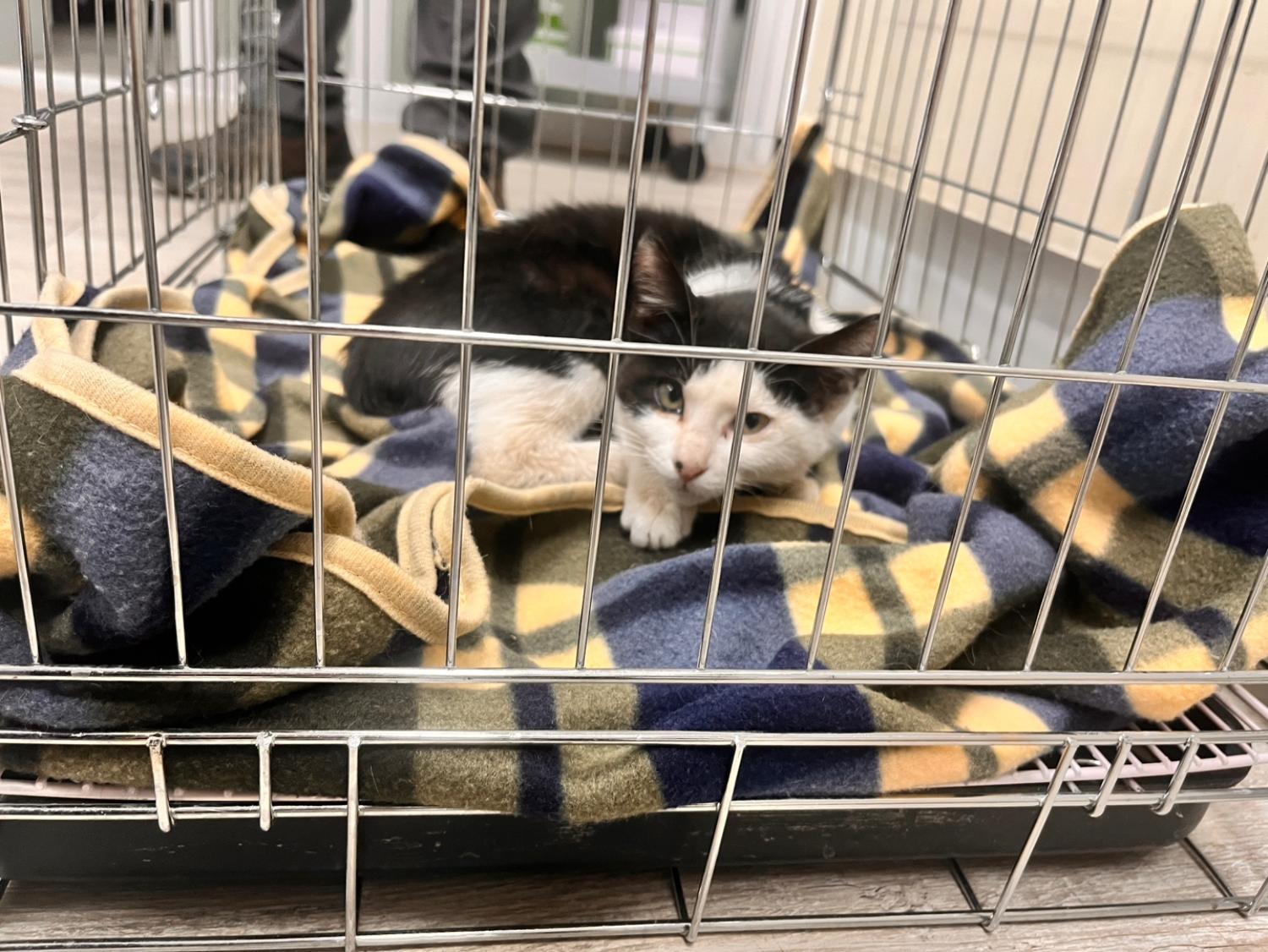 [고양이] 한국 고양이 경기-고양-2023-00022 유기동물 배경 이미지 입니다.