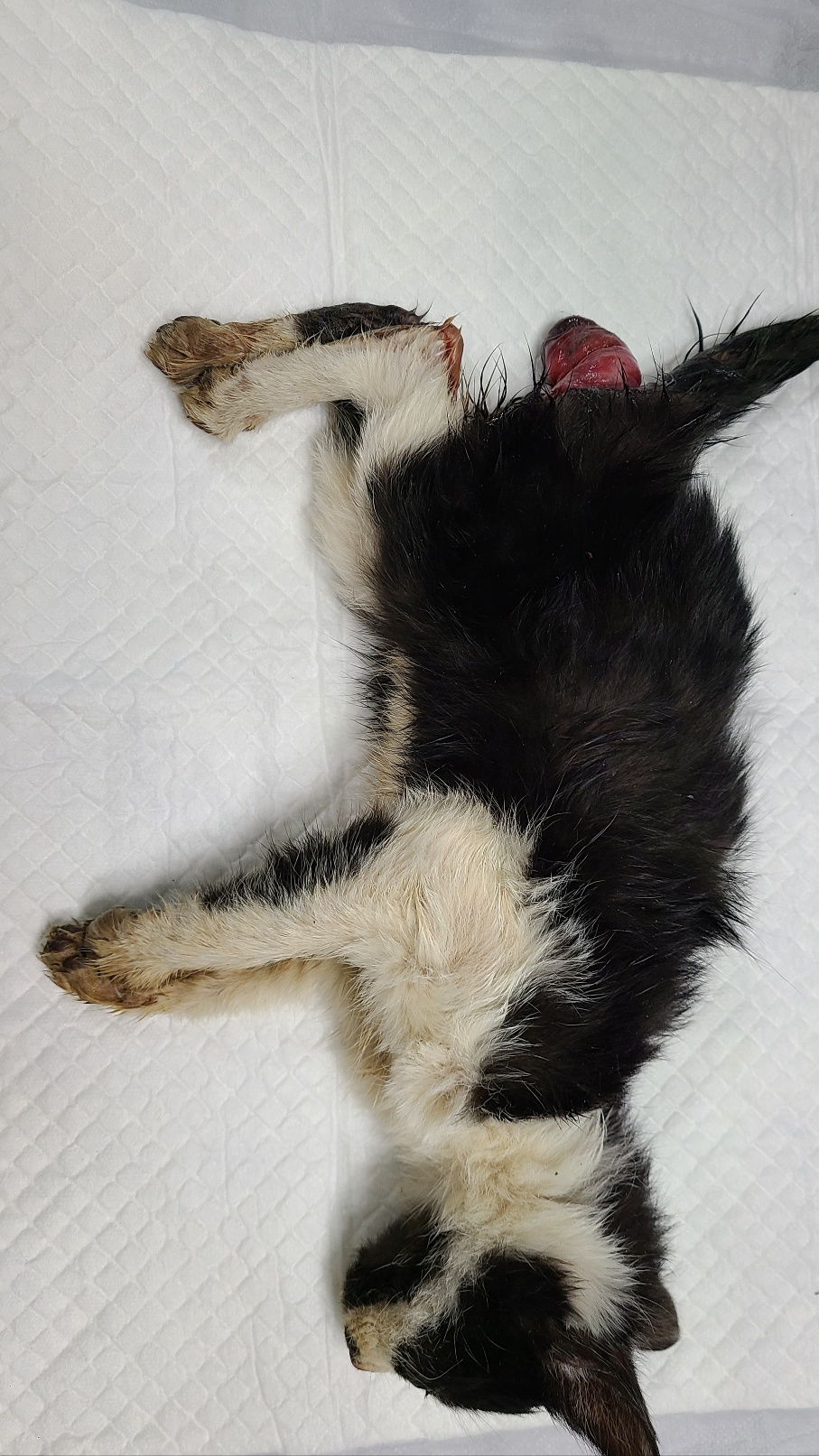 [고양이] 한국 고양이 경기-하남-2023-00016 유기동물 배경 이미지 입니다.