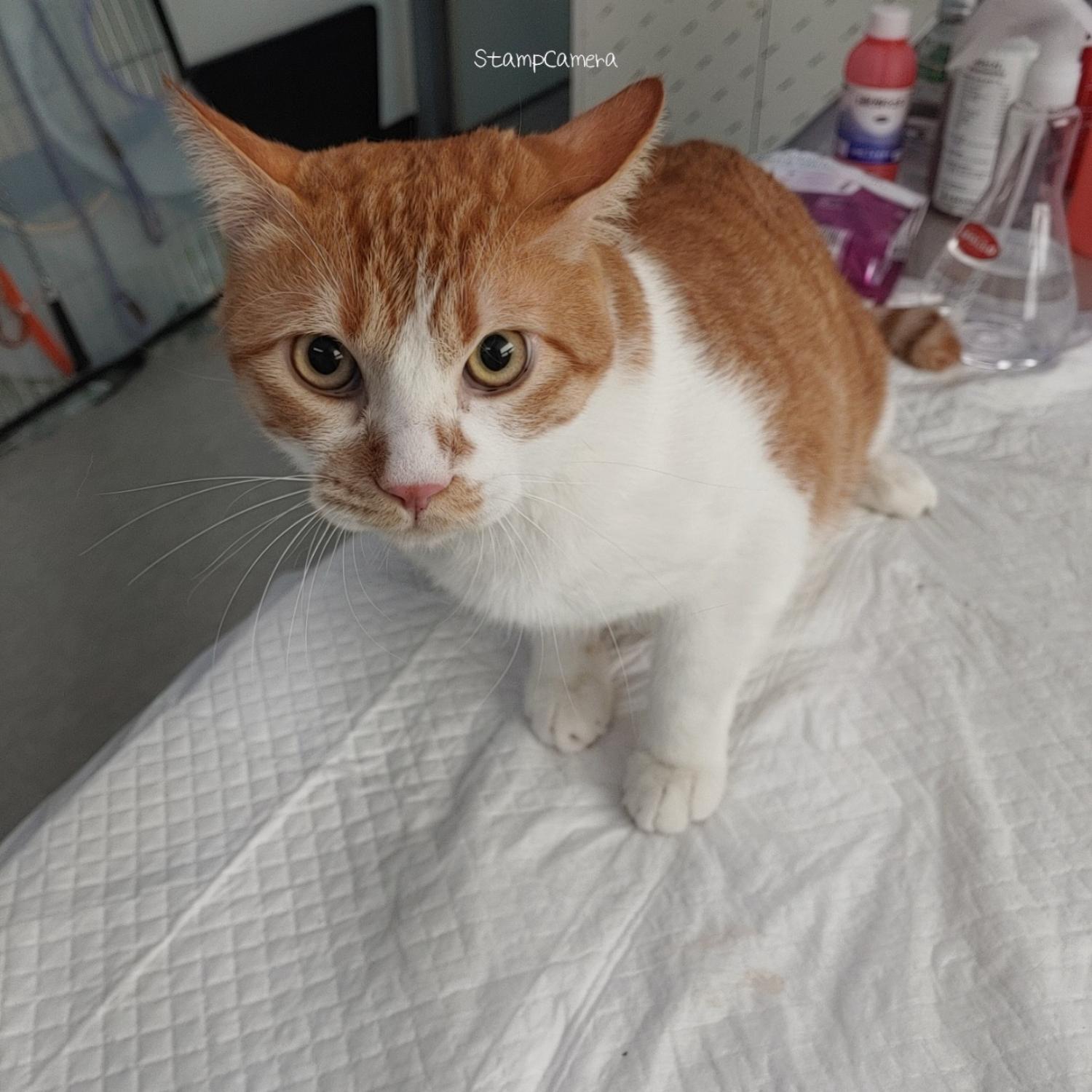 [고양이] 한국 고양이 경기-수원-2023-00019 유기동물 배경 이미지 입니다.