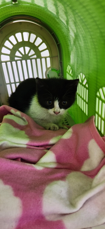 [고양이] 한국 고양이 전북-익산-2023-00048 유기동물 배경 이미지 입니다.