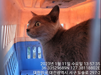 [고양이] 러시안 블루 대전-서구-2023-00010 유기동물 배경 이미지 입니다.