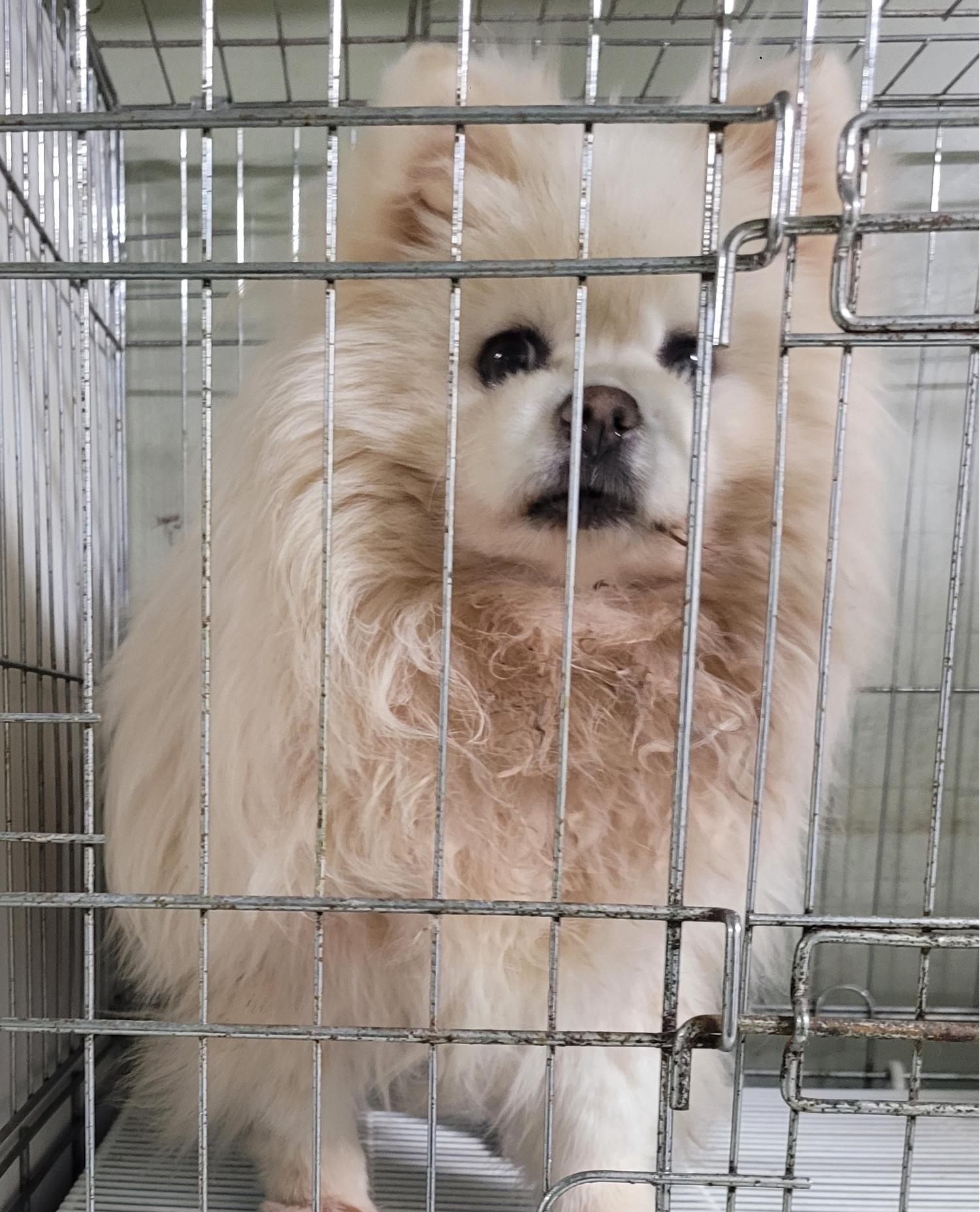 [개] 포메라니안 대구-달서-2023-00008 유기동물 배경 이미지 입니다.