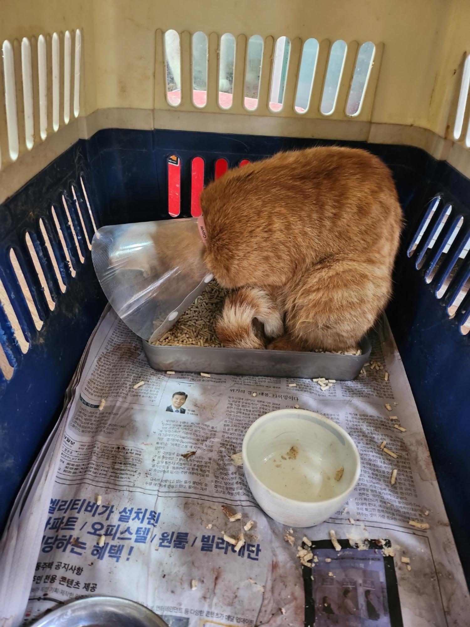 [고양이] 한국 고양이 울산-북구-2023-00005 유기동물 배경 이미지 입니다.
