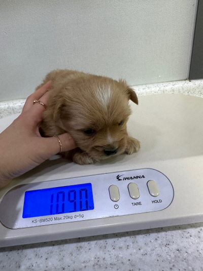 [개] 믹스견 부산-해운대-2023-00010 유기동물 배경 이미지 입니다.