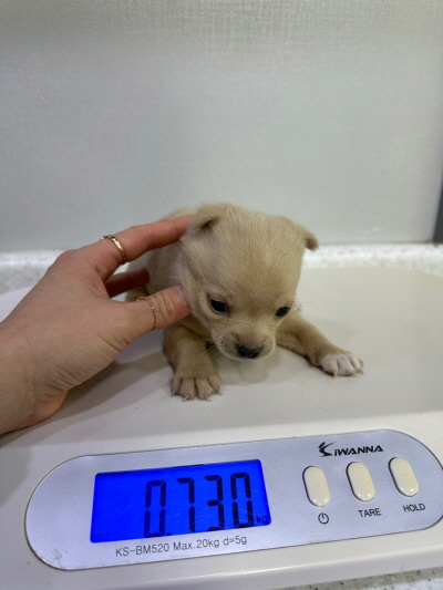 [개] 믹스견 부산-해운대-2023-00009 유기동물 배경 이미지 입니다.