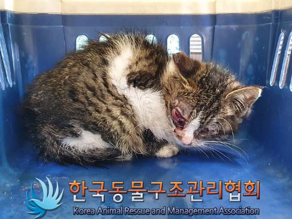 [고양이] 한국 고양이 서울-노원-2023-00003 유기동물 배경 이미지 입니다.