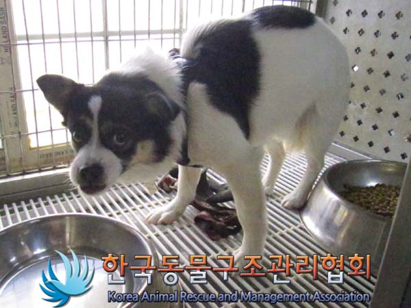 [개] 믹스견 서울-강서-2023-00004 유기동물 배경 이미지 입니다.