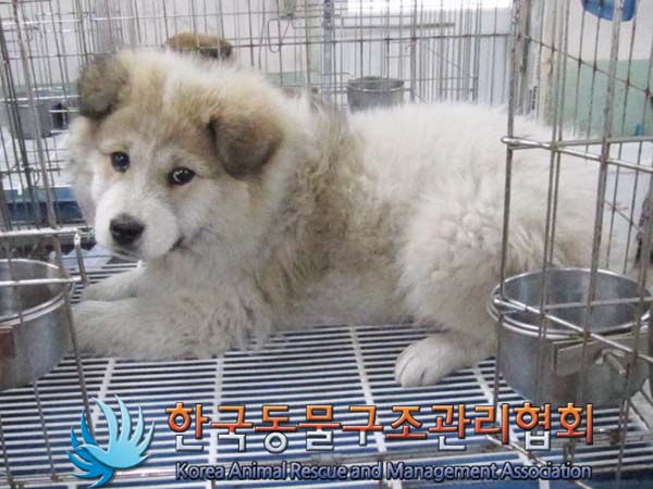 [개] 믹스견 경기-김포-2023-00027 유기동물 배경 이미지 입니다.