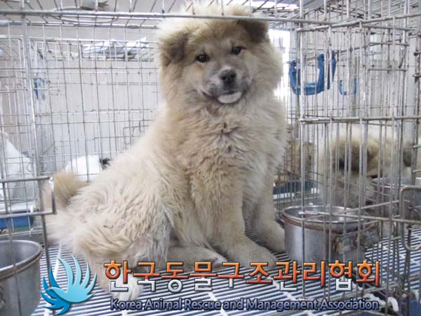 [개] 믹스견 경기-김포-2023-00028 유기동물 배경 이미지 입니다.