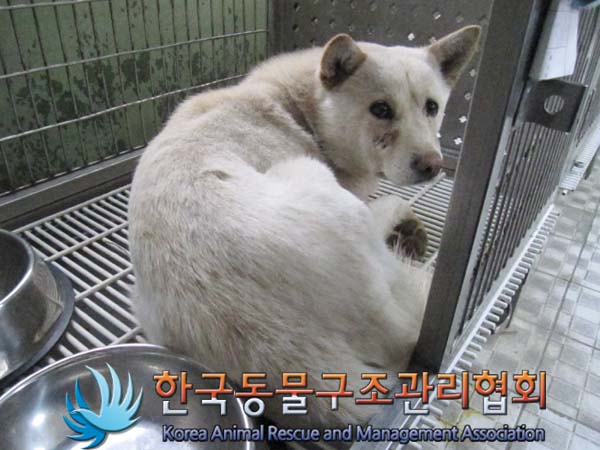 [개] 믹스견 경기-파주-2023-00031 유기동물 배경 이미지 입니다.