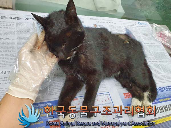[고양이] 한국 고양이 서울-금천-2023-00002 유기동물 배경 이미지 입니다.
