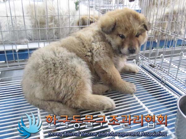 [개] 믹스견 경기-파주-2023-00036 유기동물 배경 이미지 입니다.