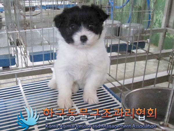 [개] 믹스견 경기-파주-2023-00035 유기동물 배경 이미지 입니다.