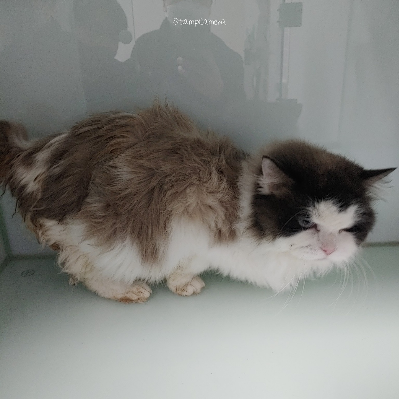 [고양이] 레그돌 경기-수원-2023-00027 유기동물 배경 이미지 입니다.