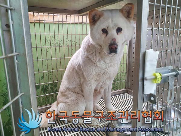 [개] 믹스견 서울-은평-2023-00009 유기동물 배경 이미지 입니다.