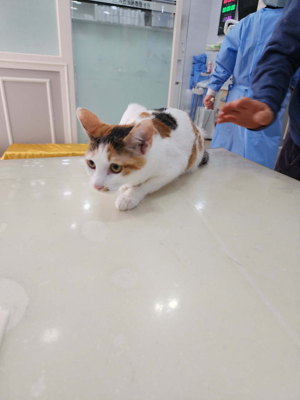 [고양이] 믹스묘 충북-옥천-2023-00023 유기동물 배경 이미지 입니다.
