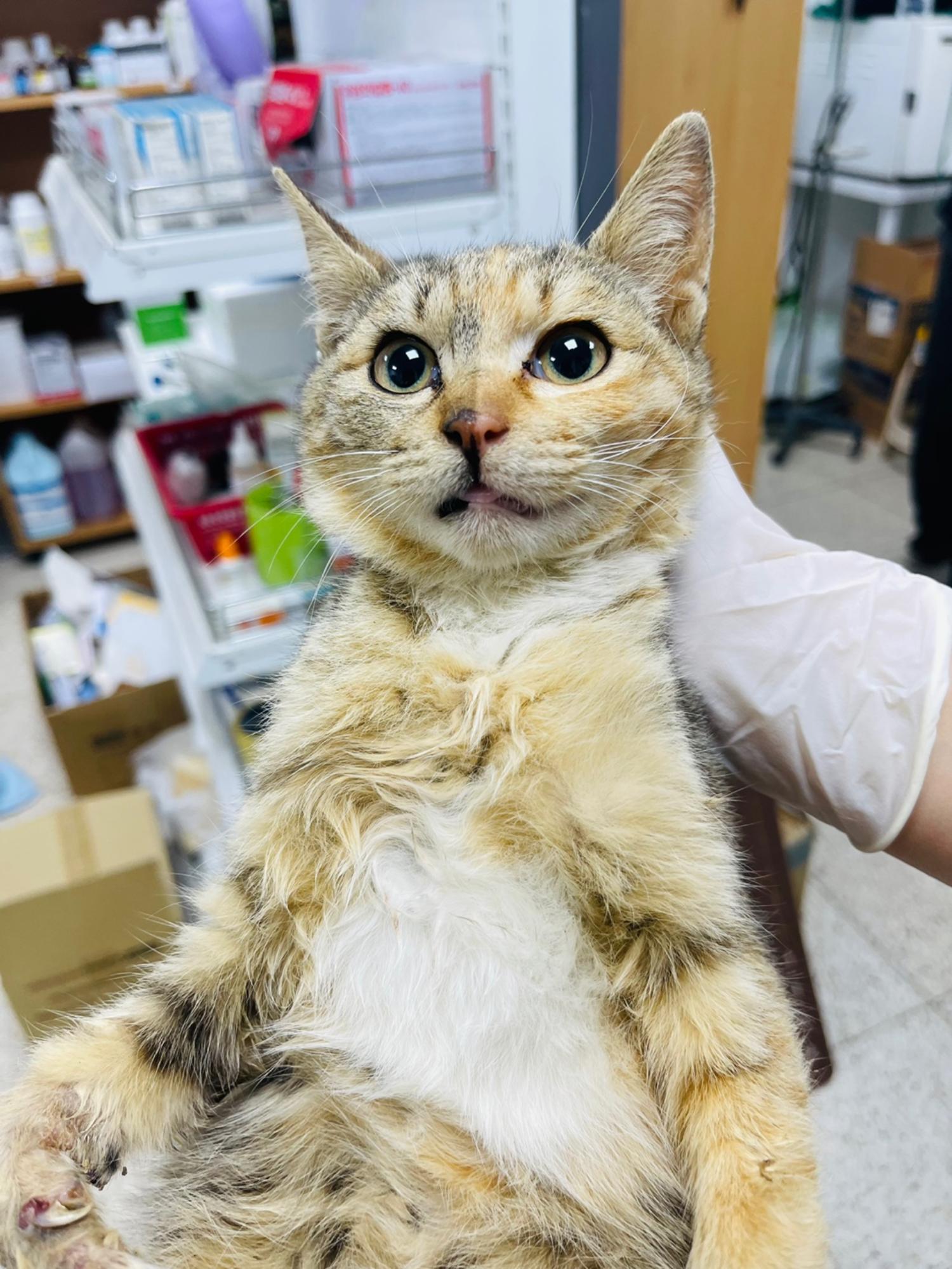 [고양이] 한국 고양이 충북-청주-2023-00080 유기동물 배경 이미지 입니다.