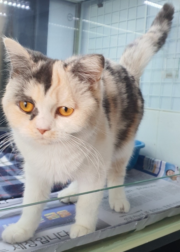 [고양이] 믹스묘 전남-장성-2023-00027 유기동물 배경 이미지 입니다.