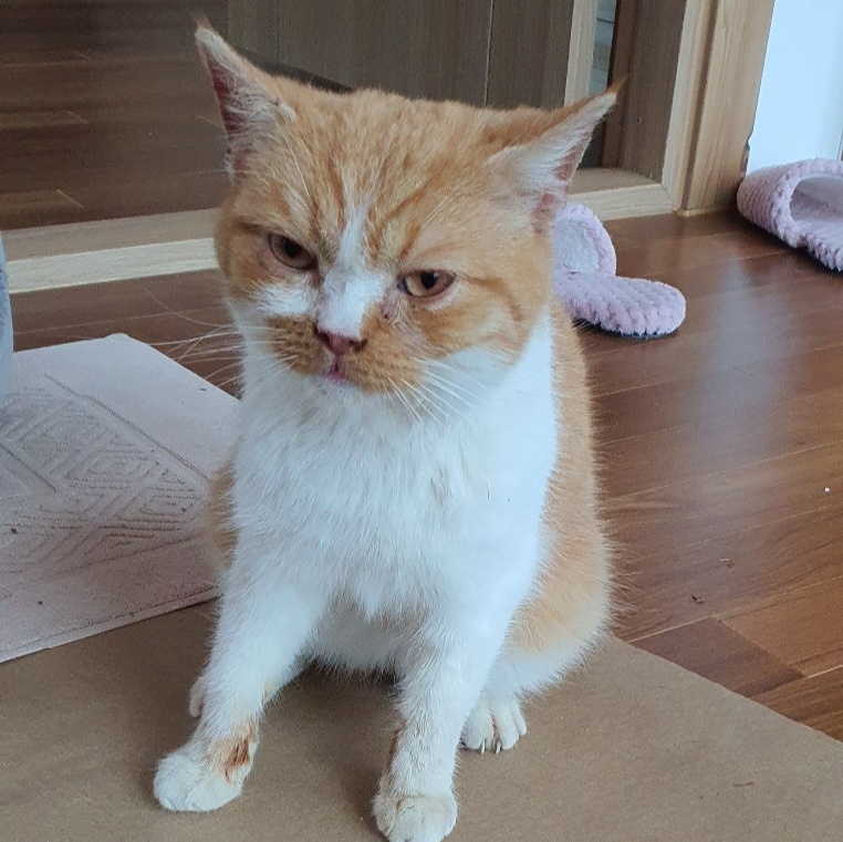 [고양이] 믹스묘 전남-장성-2023-00029 유기동물 배경 이미지 입니다.