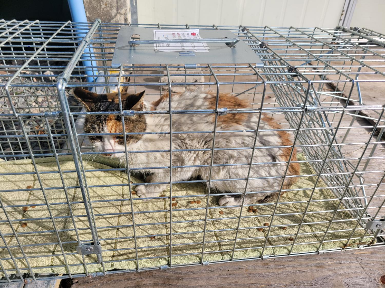 [고양이] 한국 고양이 경남-창녕-2023-00047 유기동물 배경 이미지 입니다.