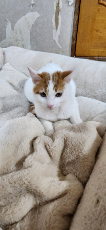 [고양이] 한국 고양이 전북-익산-2023-00059 유기동물 배경 이미지 입니다.