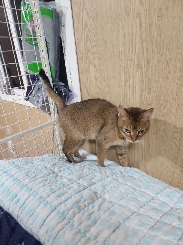 [고양이] 아비시니안 충북-충주-2023-00028 유기동물 배경 이미지 입니다.