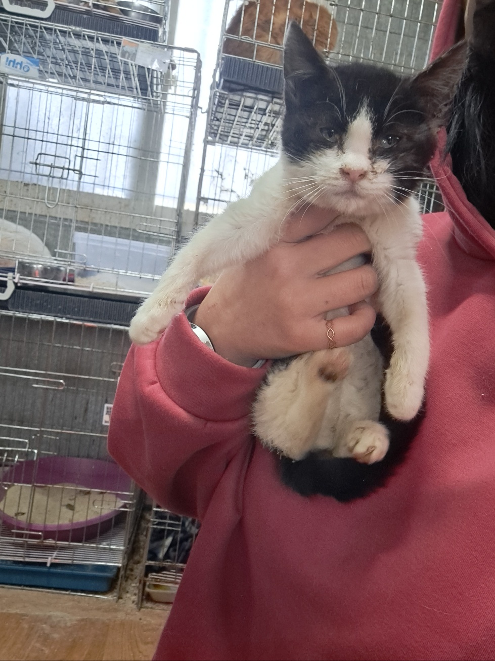 [고양이] 한국 고양이 울산-울주-2023-00056 유기동물 배경 이미지 입니다.