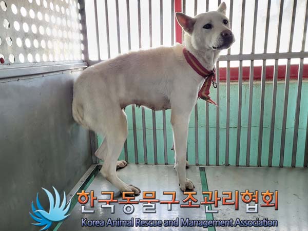 [개] 믹스견 경기-포천-2023-00053 유기동물 배경 이미지 입니다.