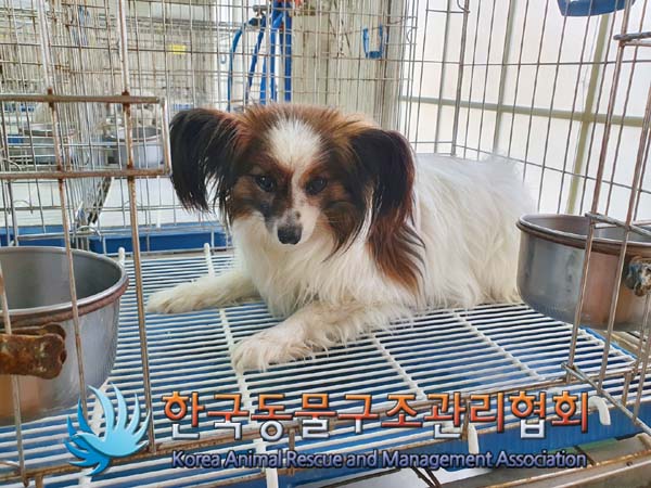[개] 빠삐용(콘티넨탈 토이 스파니엘) 경기-파주-2023-00047 유기동물 배경 이미지 입니다.