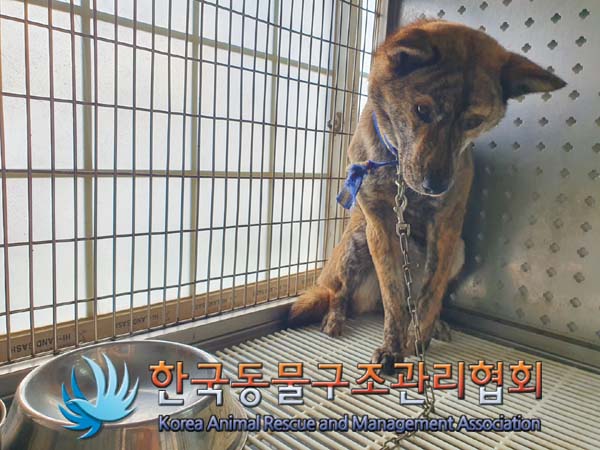 [개] 믹스견 서울-강동-2023-00017 유기동물 배경 이미지 입니다.