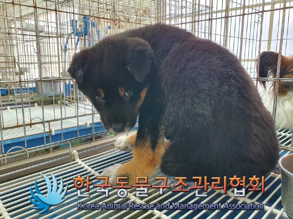 [개] 믹스견 경기-파주-2023-00048 유기동물 배경 이미지 입니다.