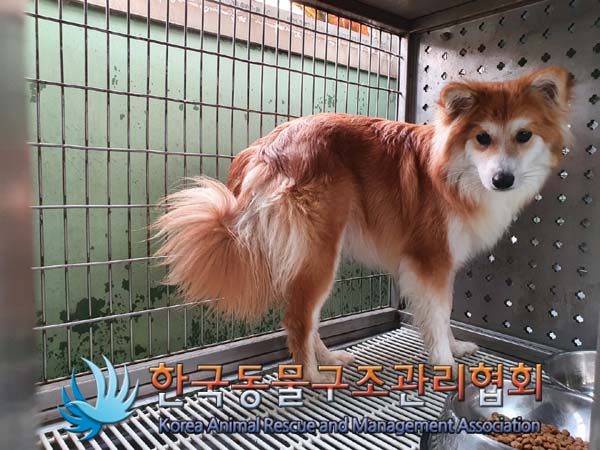 [개] 믹스견 경기-의정부-2023-00018 유기동물 배경 이미지 입니다.