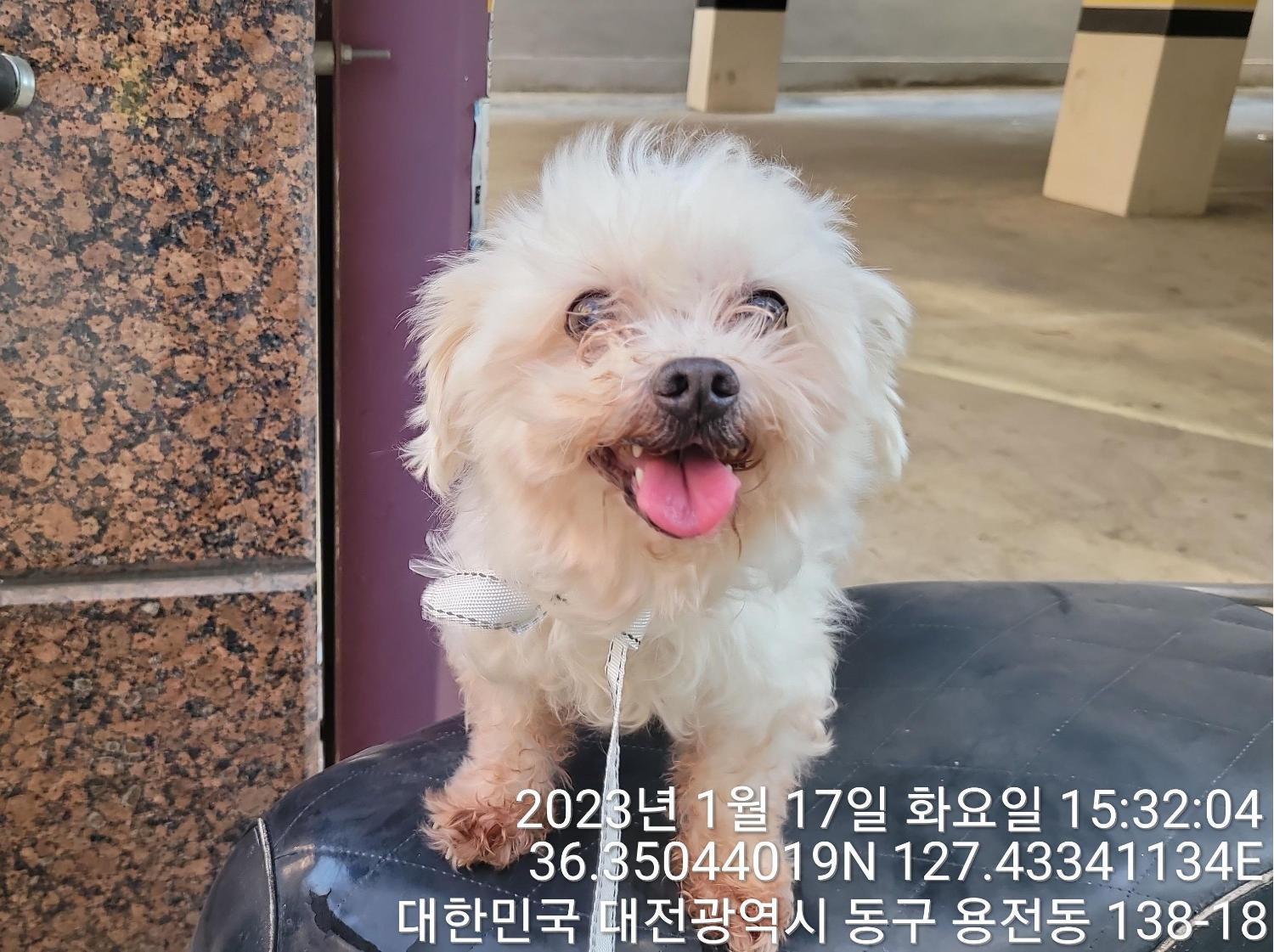 [개] 말티즈 대전-동구-2023-00018 유기동물 배경 이미지 입니다.
