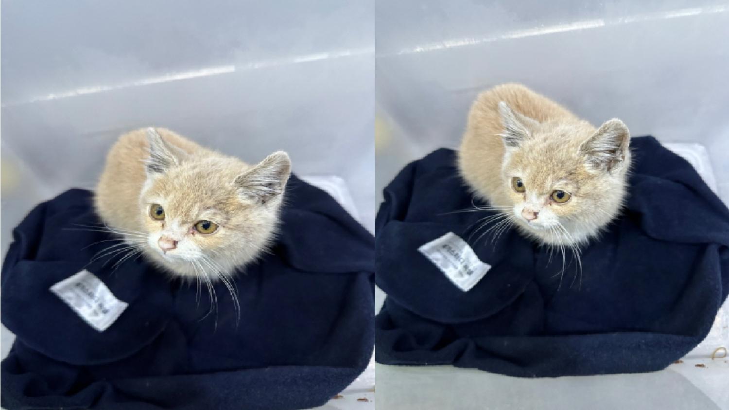 [고양이] 믹스묘 부산-금정-2023-00005 유기동물 배경 이미지 입니다.