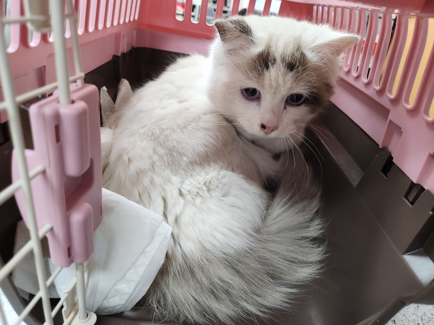 [고양이] 믹스묘 광주-동구-2023-00019 유기동물 배경 이미지 입니다.