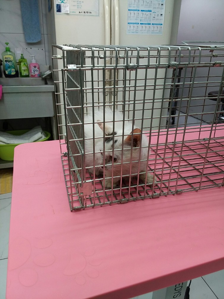 [고양이] 한국 고양이 인천-중구-2023-00023 유기동물 배경 이미지 입니다.
