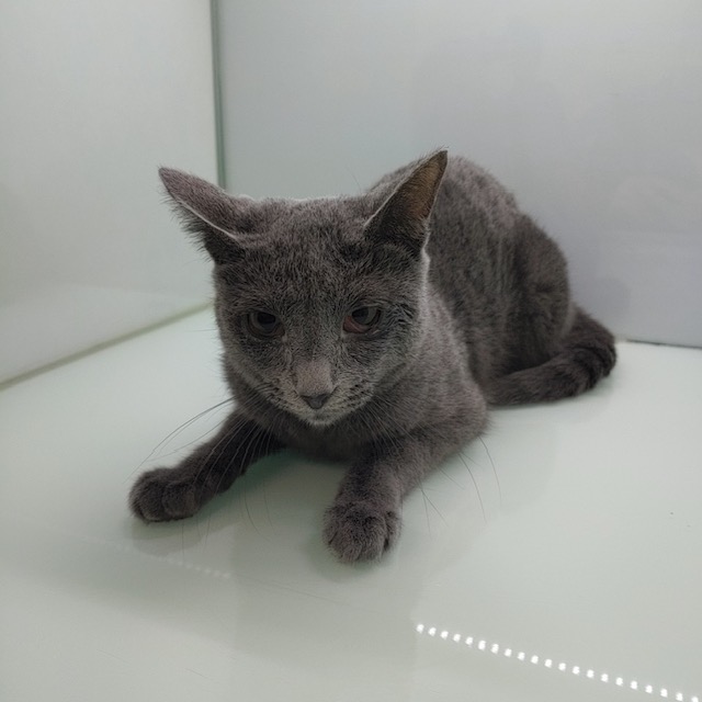 [고양이] 러시안 블루 경기-수원-2023-00039 유기동물 배경 이미지 입니다.