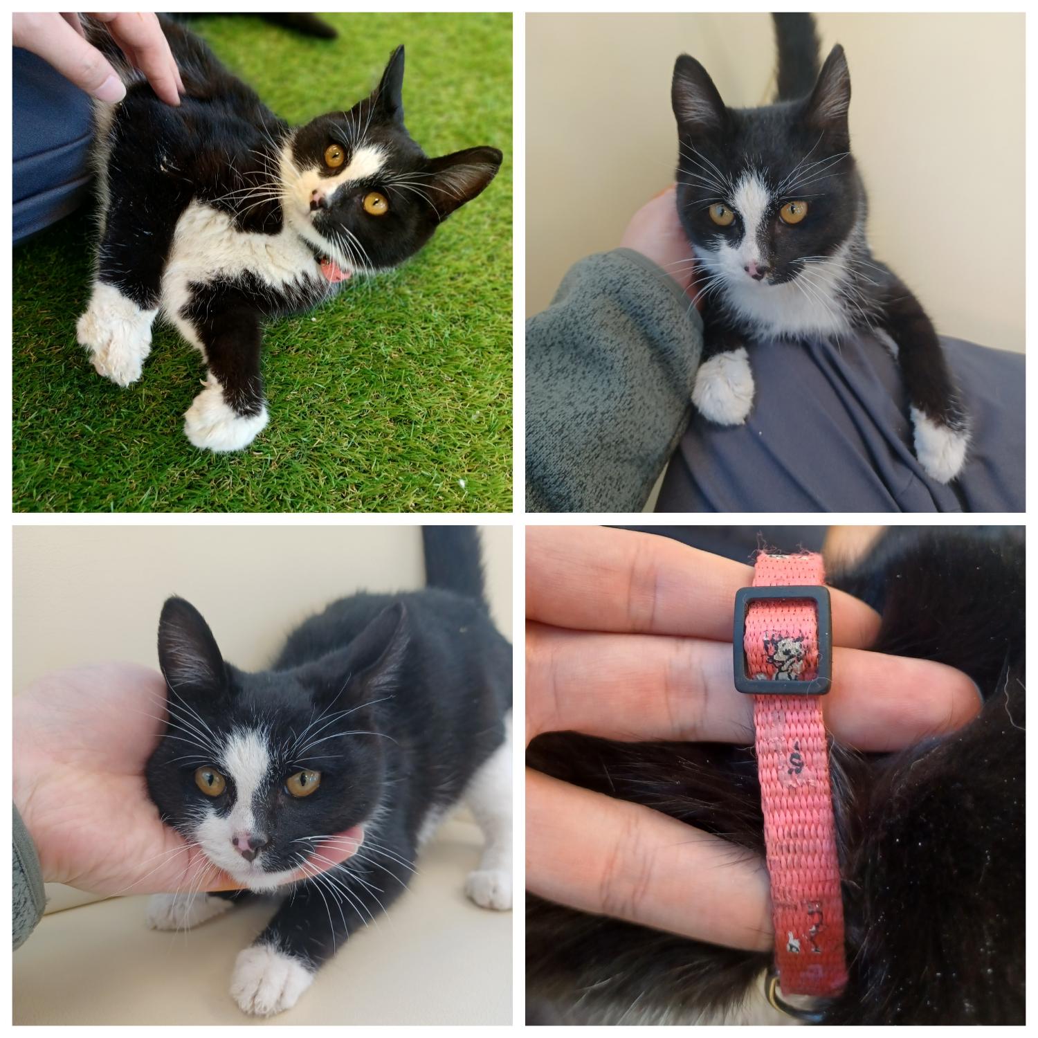 [고양이] 한국 고양이 경북-경주-2023-00066 유기동물 배경 이미지 입니다.