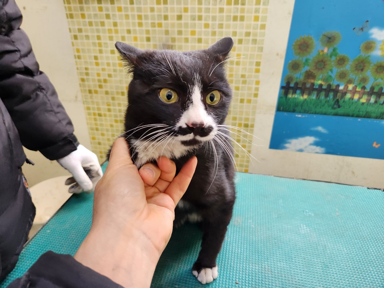 [고양이] 한국 고양이 충남-아산-2023-00051 유기동물 배경 이미지 입니다.