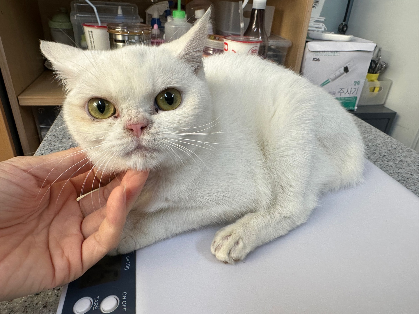 [고양이] 믹스묘 광주-광산-2023-00025 유기동물 배경 이미지 입니다.