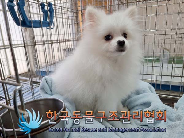 [개] 포메라니안 경기-양주-2023-00033 유기동물 배경 이미지 입니다.