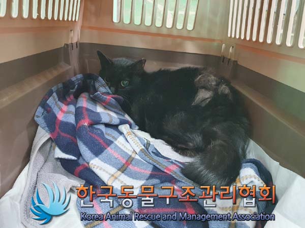 [고양이] 한국 고양이 서울-강남-2023-00015 유기동물 배경 이미지 입니다.