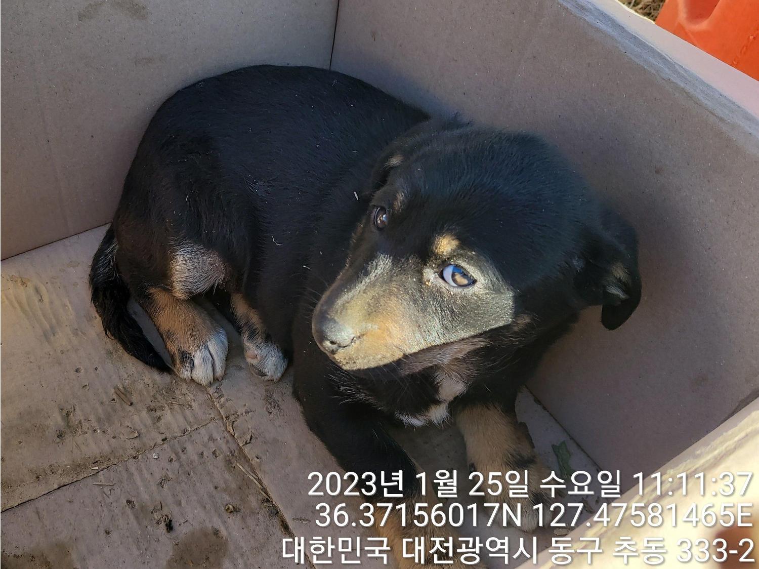 [개] 믹스견 대전-동구-2023-00021 유기동물 배경 이미지 입니다.