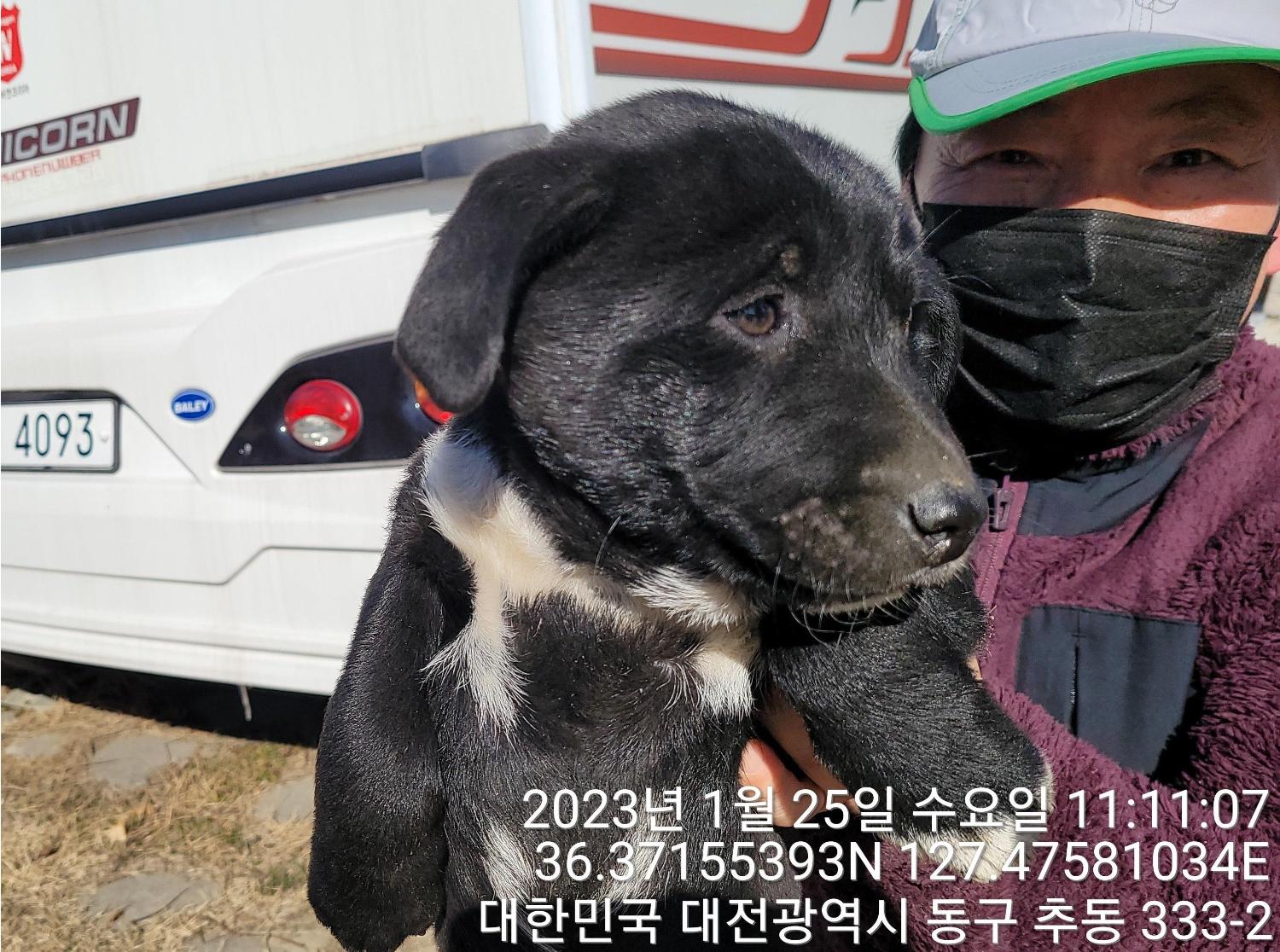 [개] 믹스견 대전-동구-2023-00023 유기동물 배경 이미지 입니다.